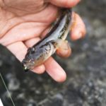 ハゼ釣りの道具