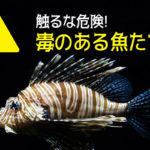 防波堤釣りで釣れる毒魚
