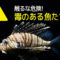 防波堤釣りで釣れる毒魚