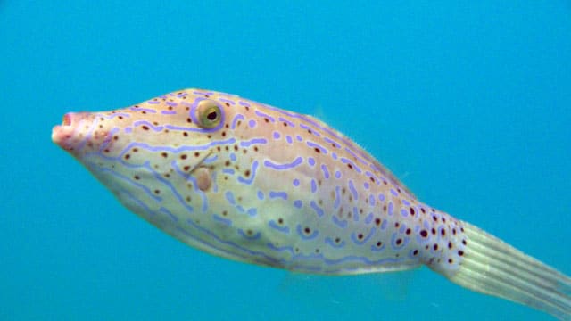 ソウシハギ