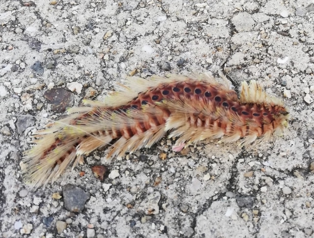 ウミケムシ