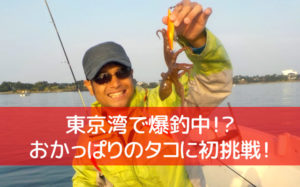 東京湾の堤防タコ