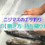 ニジマスの捌き方・持ち帰り方