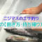 ニジマスの捌き方・持ち帰り方