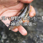 神奈川のハゼ釣り場おすすめポイント