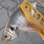 ディノグリップ