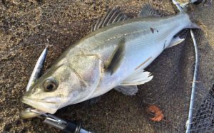 ルアーシーバスフィッシング