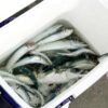 釣りにおすすめのクーラーボックス
