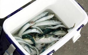 釣り用クーラーボックスの正しい使い方 魚を鮮度よく持ち帰ろう