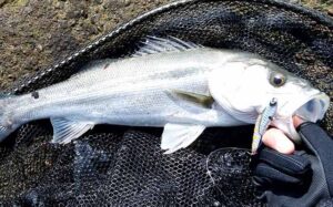 シーバス抜き上げ