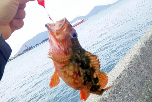 初心者にも簡単 穴釣りを始めよう 仕掛けや竿 釣れる魚は