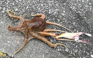 タコ釣りの仕掛け