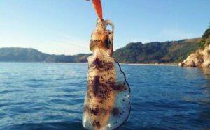 エギングのサイトフィッシング