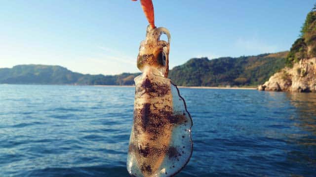 エギングのサイトフィッシング