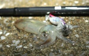 ヒイカの釣り方