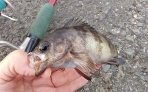 デイのメバリング