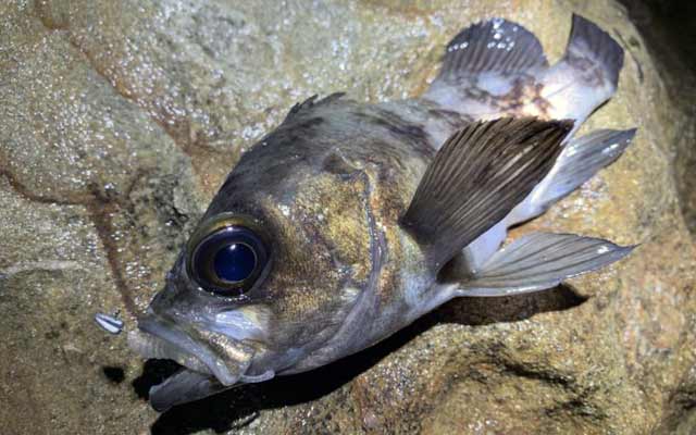 メバリング用ジグヘッド