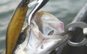 シーバスのミノー