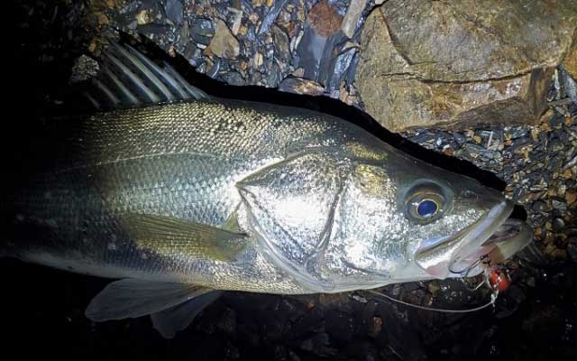 シーバスのバチ抜けパターン