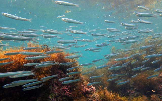 シーバスのイワシパターン