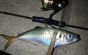 ナイトアジング