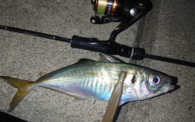 ナイトアジング