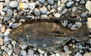 ヒラメのルアー