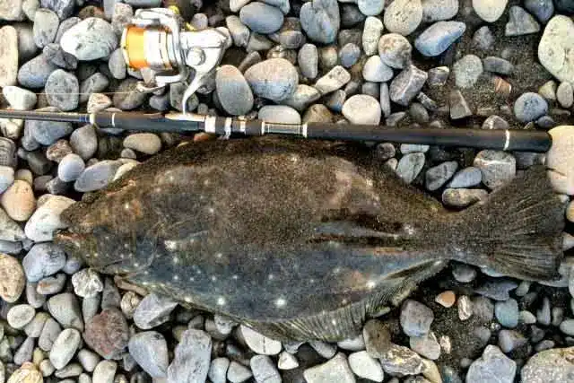 ヒラメのルアー