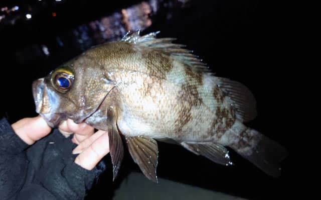 メバリングのポイント