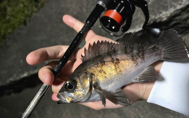 メバリングのリール