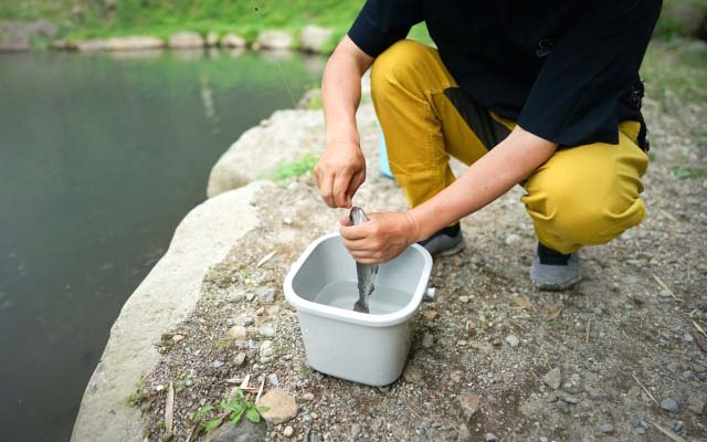 釣り堀のニジマス釣り